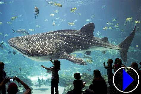 aquarium webcam|Georgia Aquarium